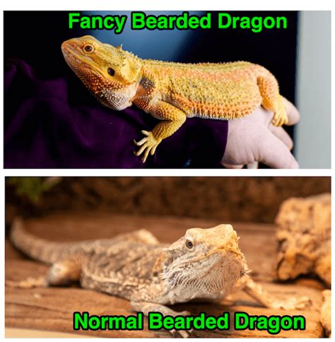 What Is A Fancy Bearded Dragon? All 5 Differences Explained - More Reptiles