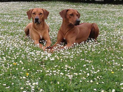 Rhodesian Ridgeback Puppies | Dorset Rhodesian Ridgeback Breeder