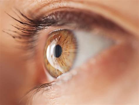 Anatomy of the Eye: Eye Structure & More | NVISION Eye Centers (2023)