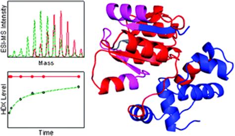 Hydrogen exchange mass spectrometry for studying protein structure and dynamics - Chemical ...