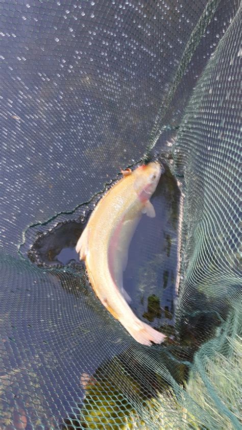 Another Golden or Palomino trout caught at Swanswater trout fishery near Stirling. | Trout ...