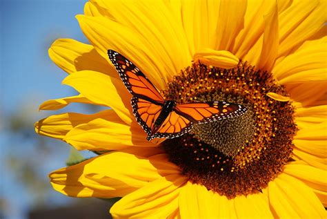 HD wallpaper: monarch butterfly, flower, flowering plant, fragility, vulnerability | Wallpaper Flare