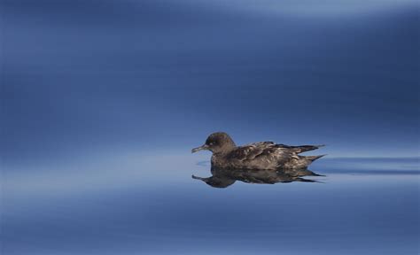 Sooty Shearwater (Puffinus griseus) | Sooty Shearwaters numb… | Flickr