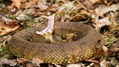 Your guide to the six venomous snakes in the Carolinas | wcnc.com