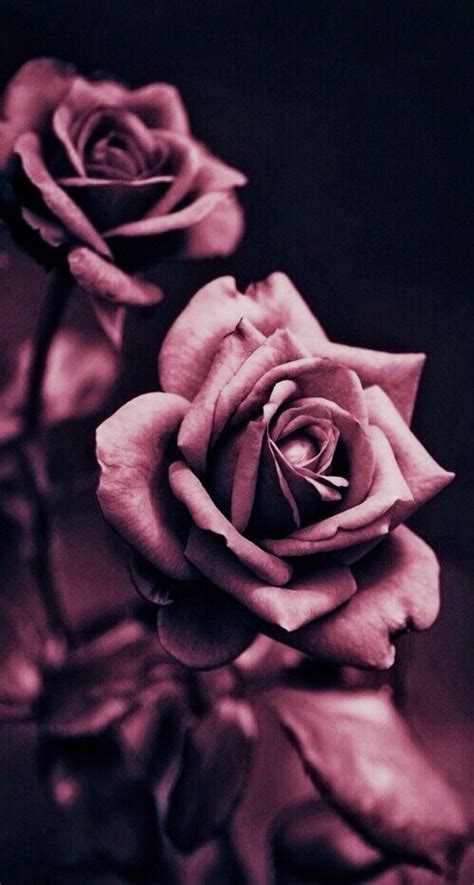 Pin by Terry K on Ravenheart ♦ Black • Dark Tones | Rose wallpaper, Flower phone wallpaper ...