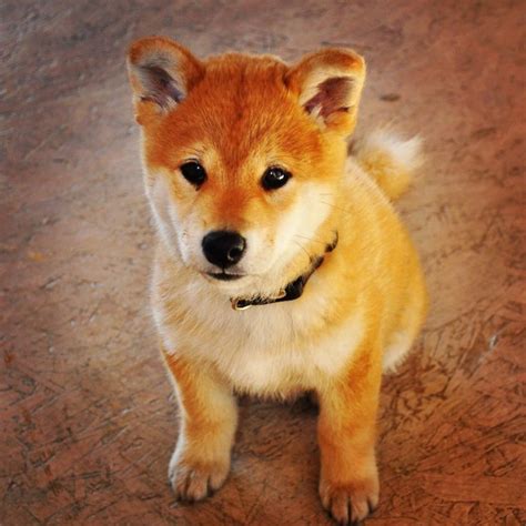 I will someday own a Shiba Inu...such a little bear!! | Mascotas ...
