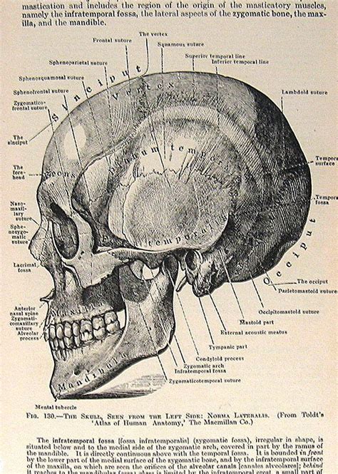 Vintage Medical Book Pages | Human anatomy art, Anatomy art, Medical drawings