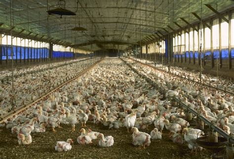 A History of Chickens: Then (1900) Vs Now (2022)