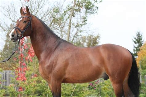 Brown Horse Breeds: 10 Horse Breeds With Brown Coats