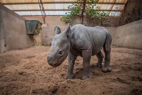 Chester Zoo Welcomes a Critically Endangered Black Rhino Baby