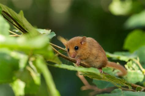 British Wildlife Centre ~ Keeper's Blog: Dormouse Breeding Group