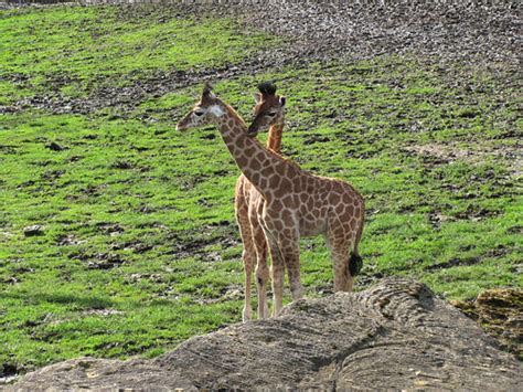 Baby Giraffes | Baby Giraffes | Digislides | Flickr