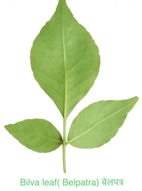 Belpatra (Bilva Leaf) Bilva leave – Hindu Cultural Center