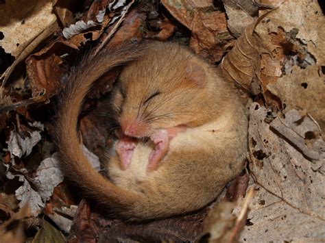 Habitat suitability mapping helps to identify future dormouse reintroduction sites | Current ...