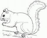 20  Free Printable Squirrel Coloring Pages EverFreeColoringcom sketch template