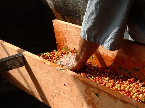 Coffee processing 1 | Where your coffee comes from. Finca Ma… | Flickr