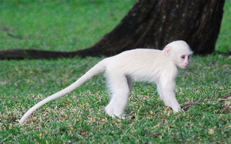 White Monkey | Rare albino animals, Albino animals, Primates