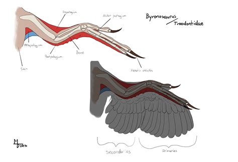 Troodontidae Wing by Midiaou on DeviantArt