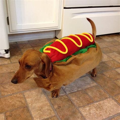 Who wore it best? Choose which weiner dog makes the best weiner