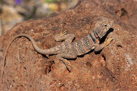 Sonoran Collared Lizard | Natural Atlas