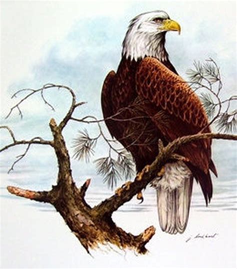 Bald Eagle Print by James Lockhart for the Book Wild America - Etsy