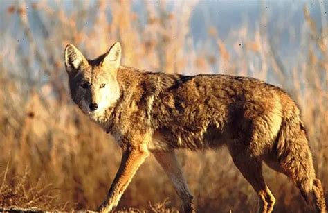 Guide to the Wildlife of Guadalupe Mountains National Park