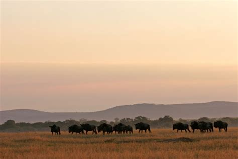 African Plains Sunset Images – Browse 3,700 Stock Photos, Vectors, and ...