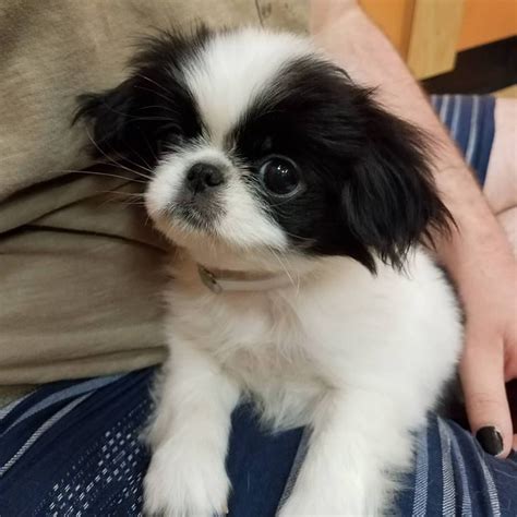 Japanese Chin Puppy I Met Today :) http://ift.tt/2tOGUAT | Japanese ...