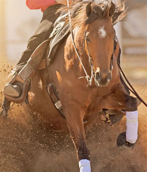 2023 U.S. National Arabian & Half-Arabian Horse Show Program by Arabian Horse Association - Issuu