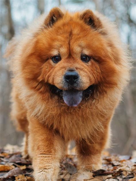 Lion Type Chow Chow – All You Need To Know