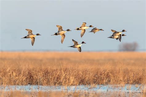 Are Duck Migrations Changing? - Wildfowl