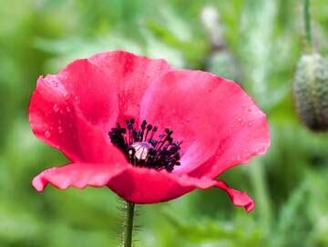 One Poppy flower Download free picture №19368