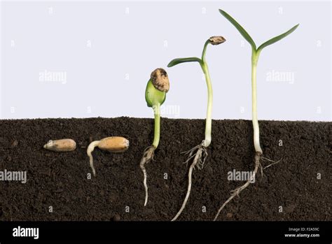 Sequence of sunflower seeds going through various stages of Stock Photo: 87504856 - Alamy