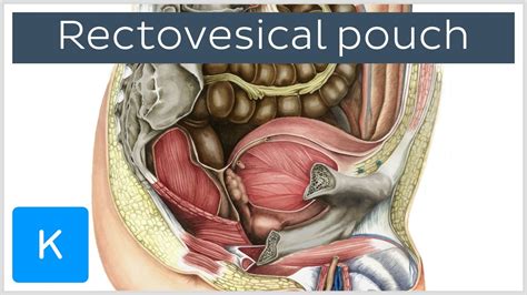 Rectovesical pouch (Excavatio rectovesicalis) - Human Anatomy | Kenhub ...