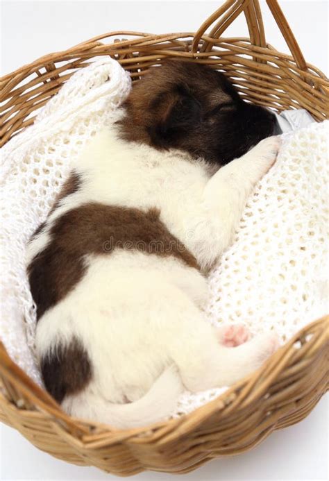 Little Puppy Sleeping in Basket Stock Image - Image of lovely, basket: 32509301