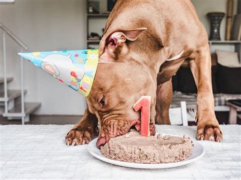 Premium Photo | Cute dog eating birthday cake