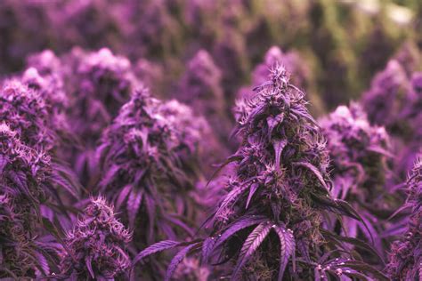 Purple Weed: What Makes Cannabis Strains Turn Purple? - International Highlife