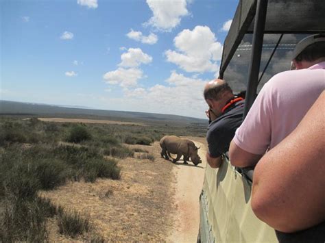 On the safari drive - Picture of Buffelsfontein Game & Nature Reserve - Day Tours, Darling ...