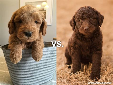 Goldendoodle vs Labradoodle (Compare Popular Doodles)