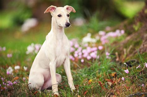 Whippet Dog Breed Profile