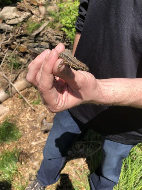 Wall lizard in Cincy! So many out today, didn’t bring enough bags to catch them all. : r/herpetology