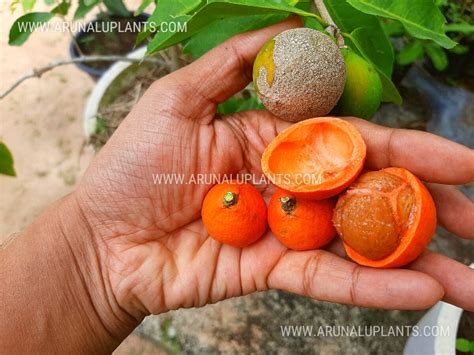 Lolly Berry | Himbutu | Salacia chinensis | හිඹුටු | Arunalu Plants