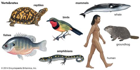 Vertebrate | Definition, Characteristics, Examples, Classification ...