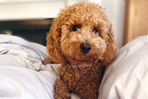 This Poodle and Bichon Frise mix gives the "cutest guilt trip in the world"