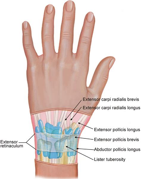 Interphalangeal Joint Salvage Arthrodesis Using the Lister Tubercle as Bone Graft - Journal of ...