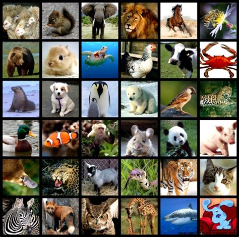 All Types Of Animals | Wallpapers Collection