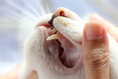 What Is Cat Stomatitis and Gingivitis? Cat Gum Care | ASPCA Pet Health ...
