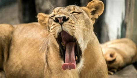 Both animals and humans yawn. Why do we yawn and why is it contagious?