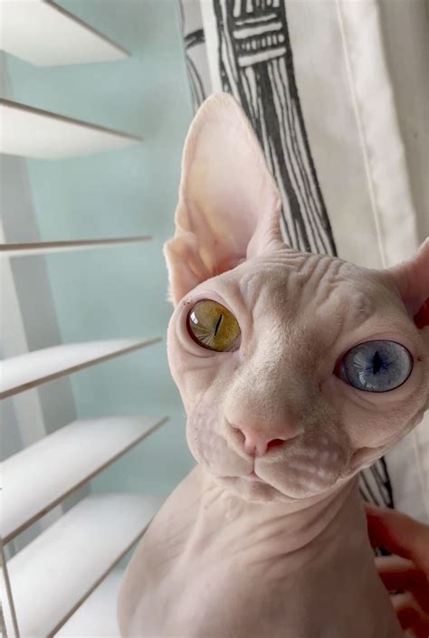 Albino Sphynx Cat | newyorkcaterryus