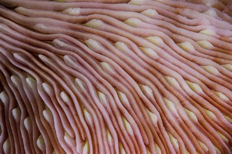 Detail Of The Texture On A Mushroom Photograph by Ethan Daniels - Fine Art America